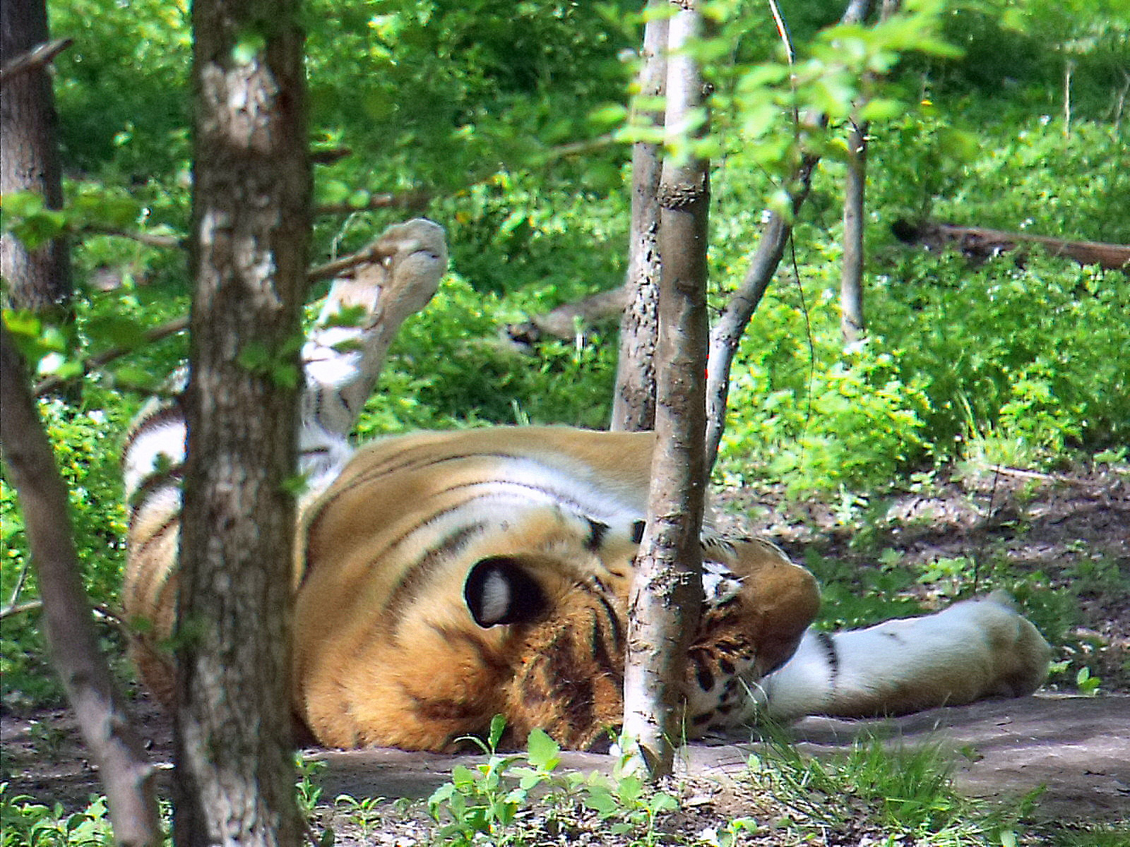 a tigris pihenője 2