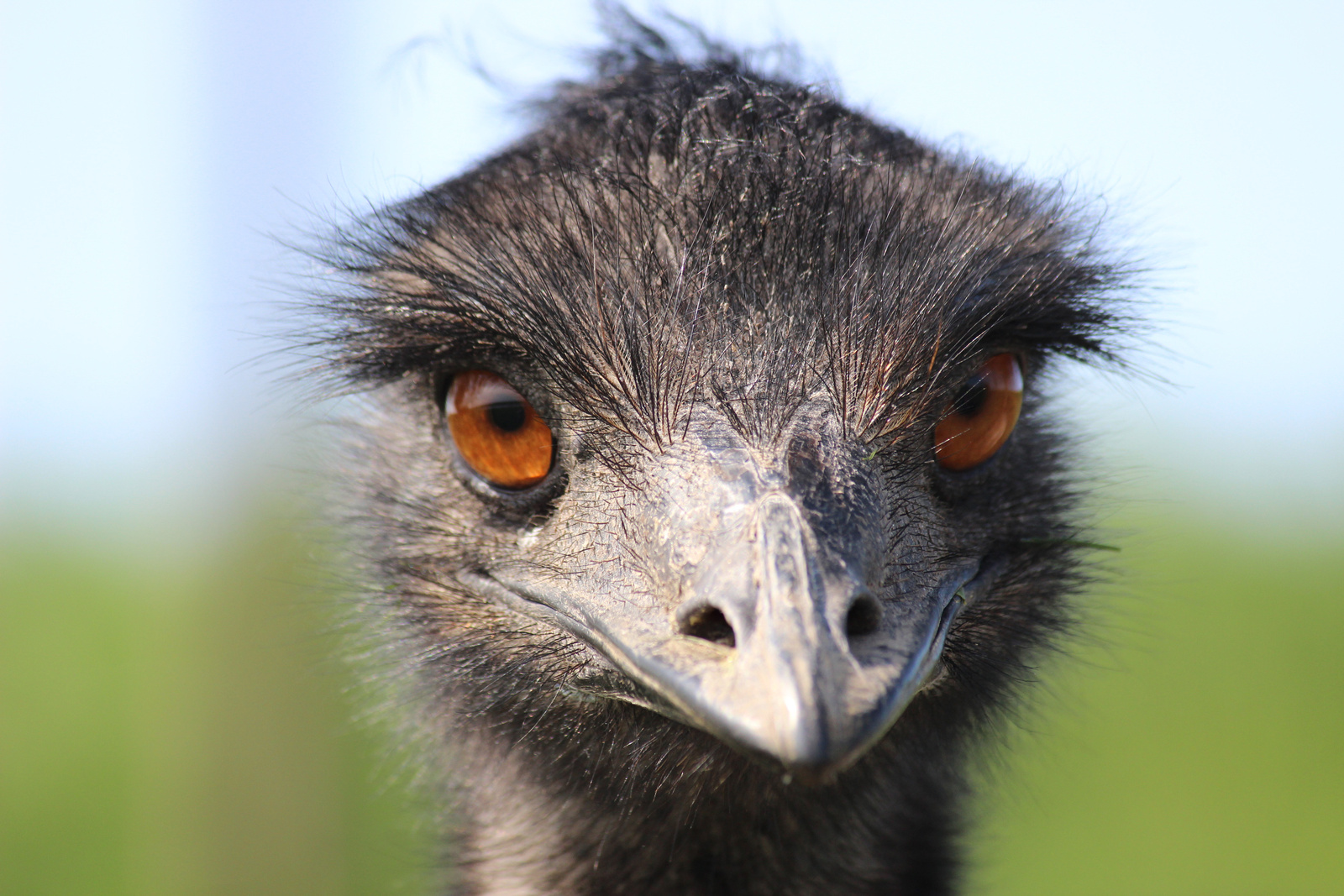 Emu