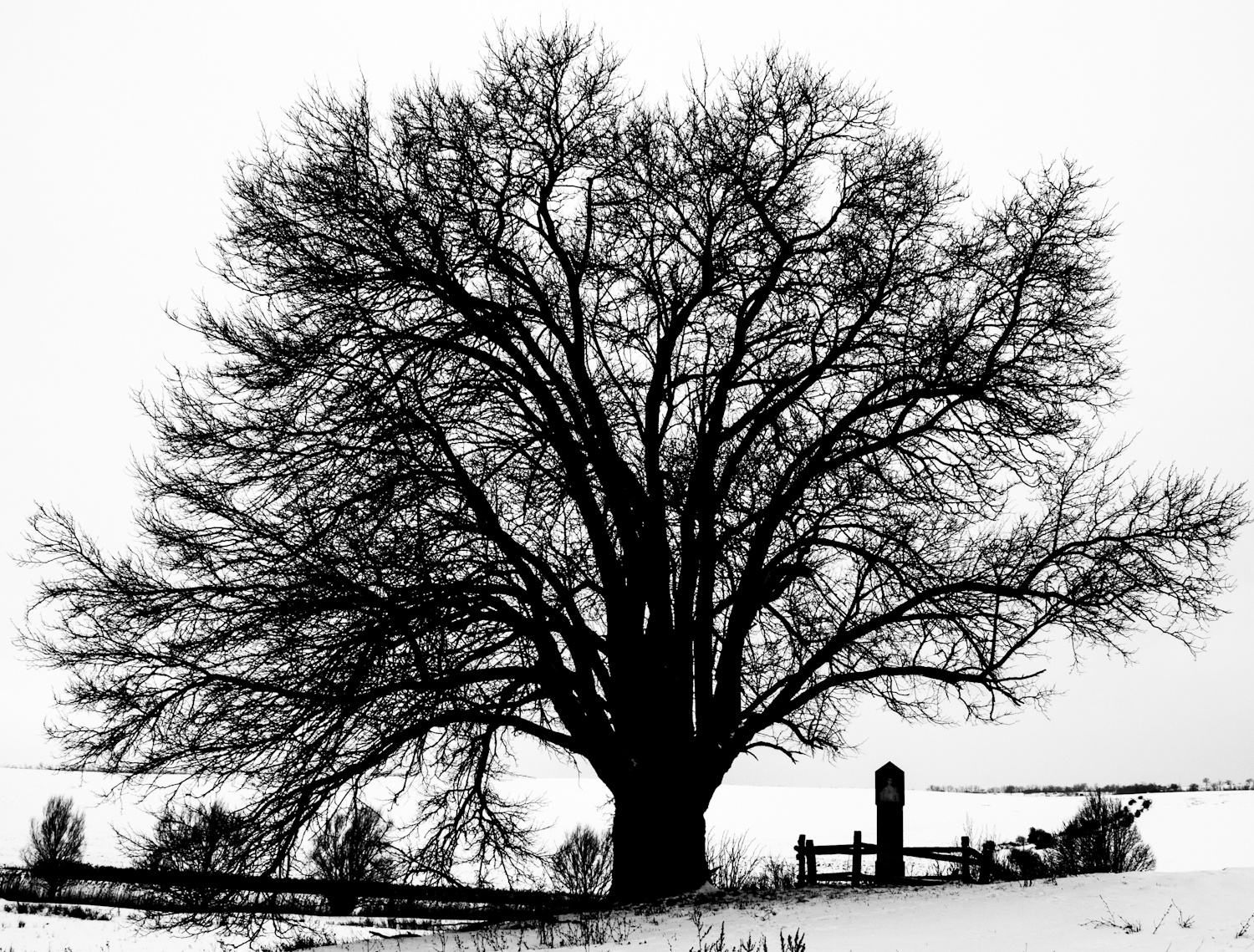 A magányos fa
