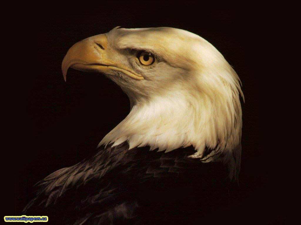 EAGLE