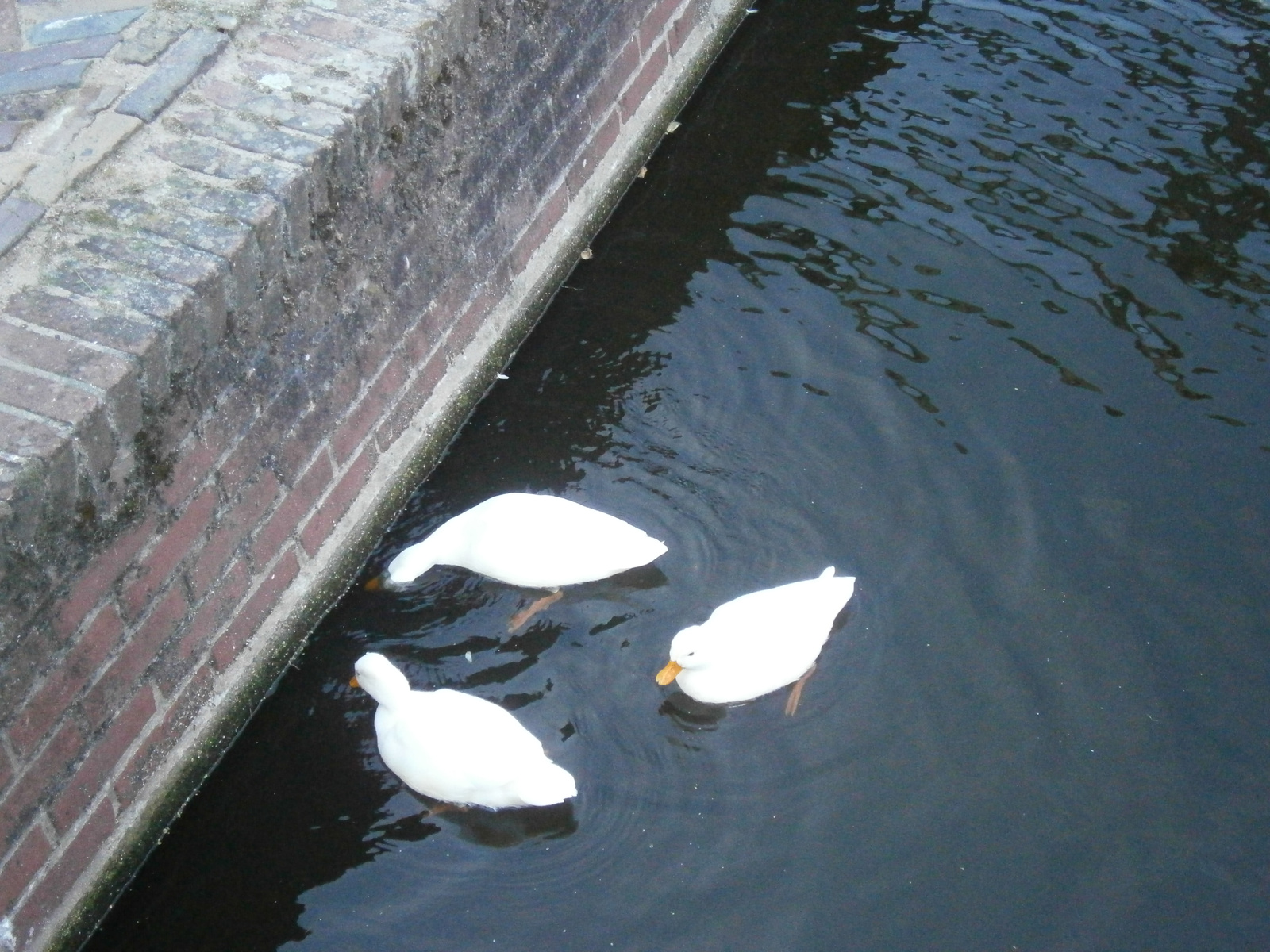101 Day 7 bright ducks in the canal of Volendam