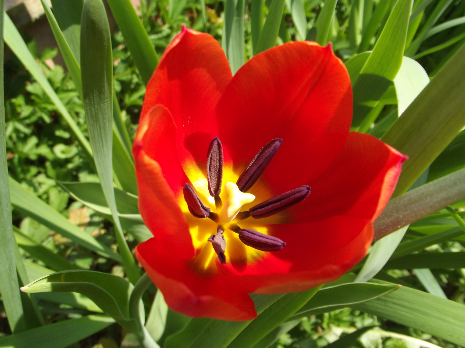 tulipán közelről