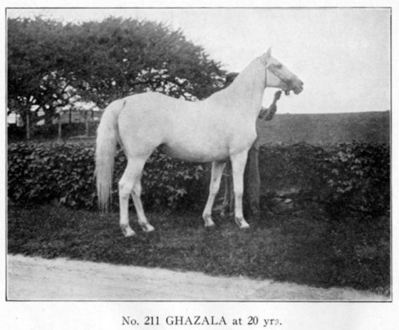 211 GHAZALA (20 évesen) ox