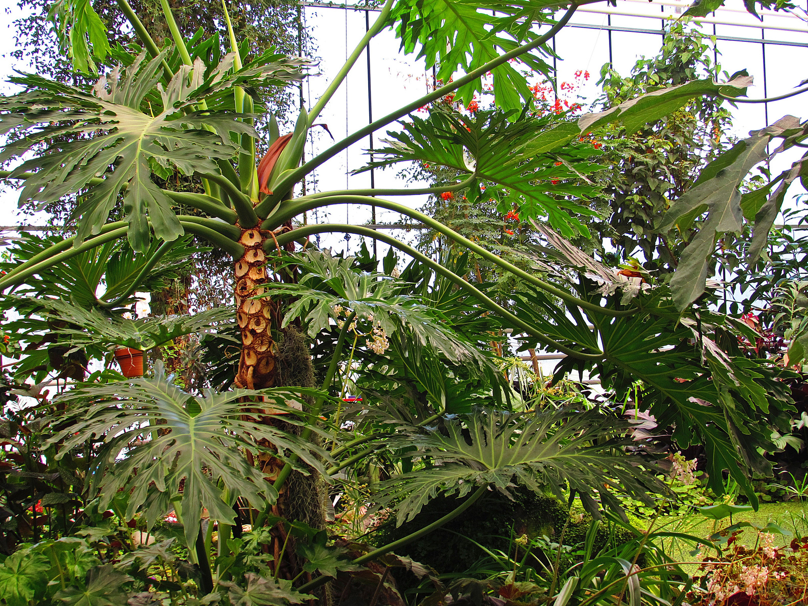 trópusi kert