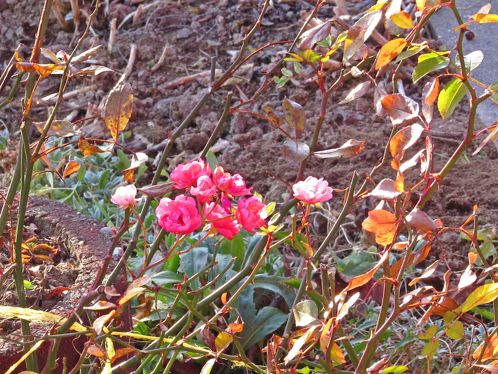 decemberi rózsa