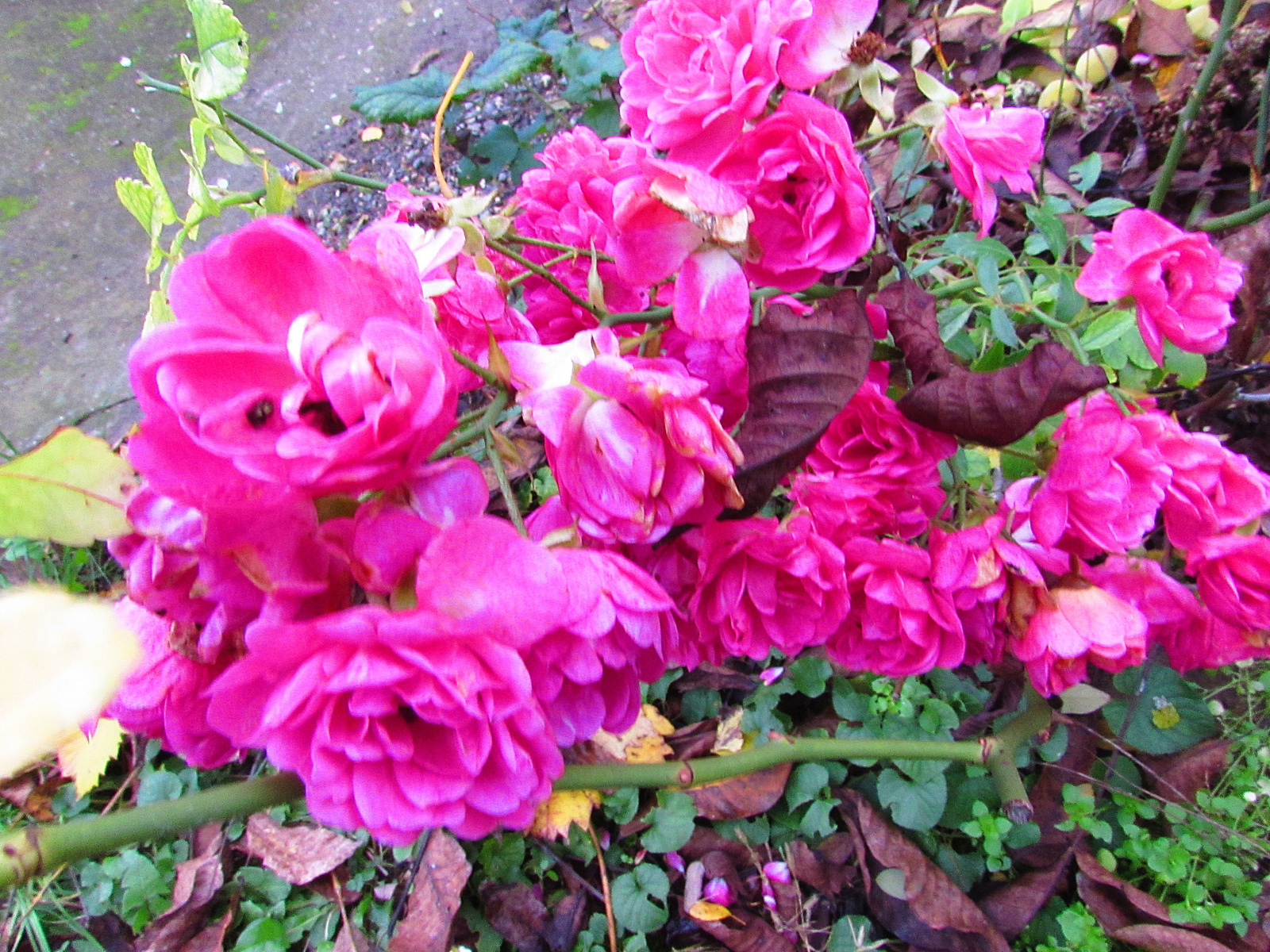 novemberi rózsák