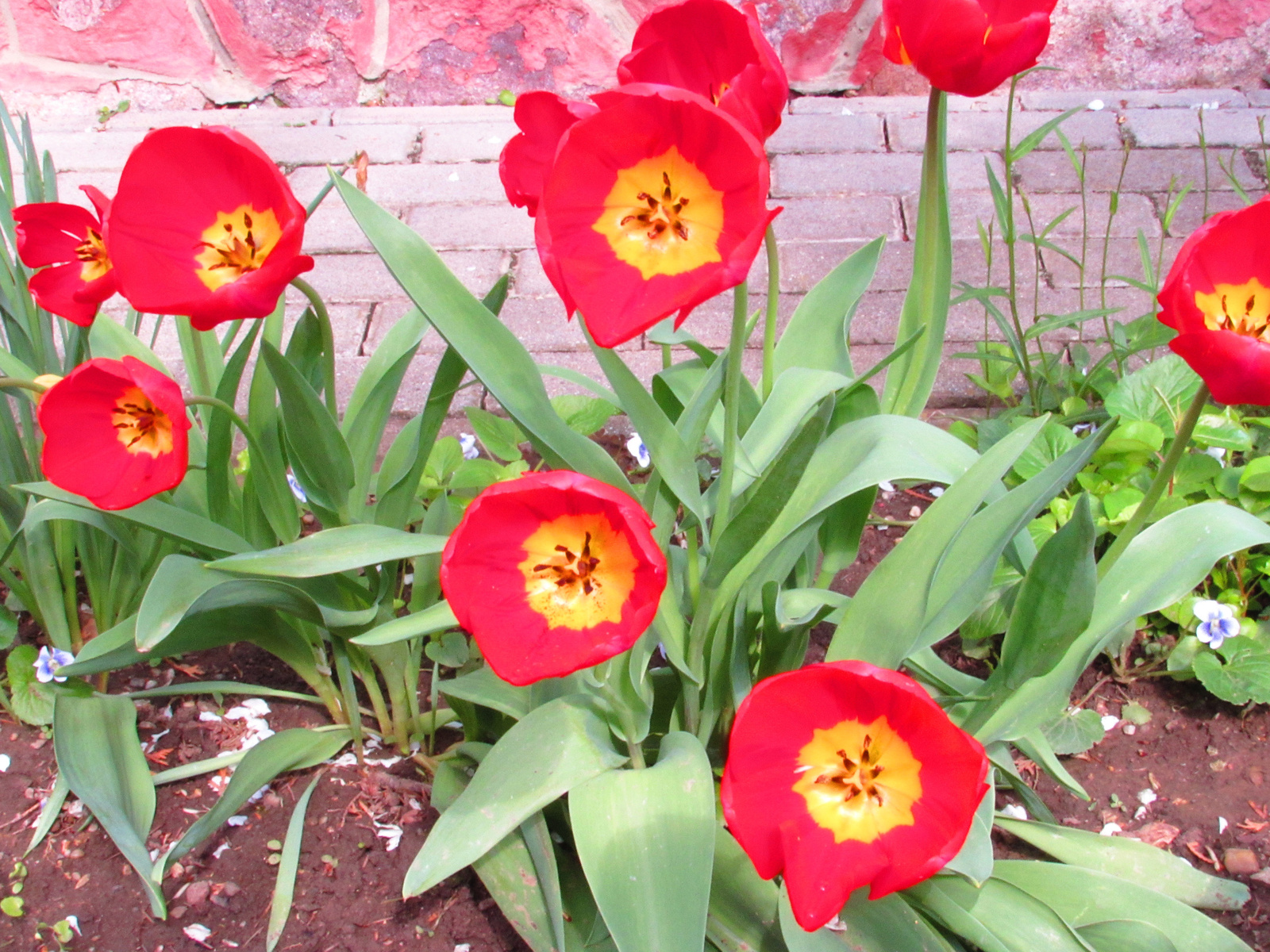 tulipánok kitárulkozása