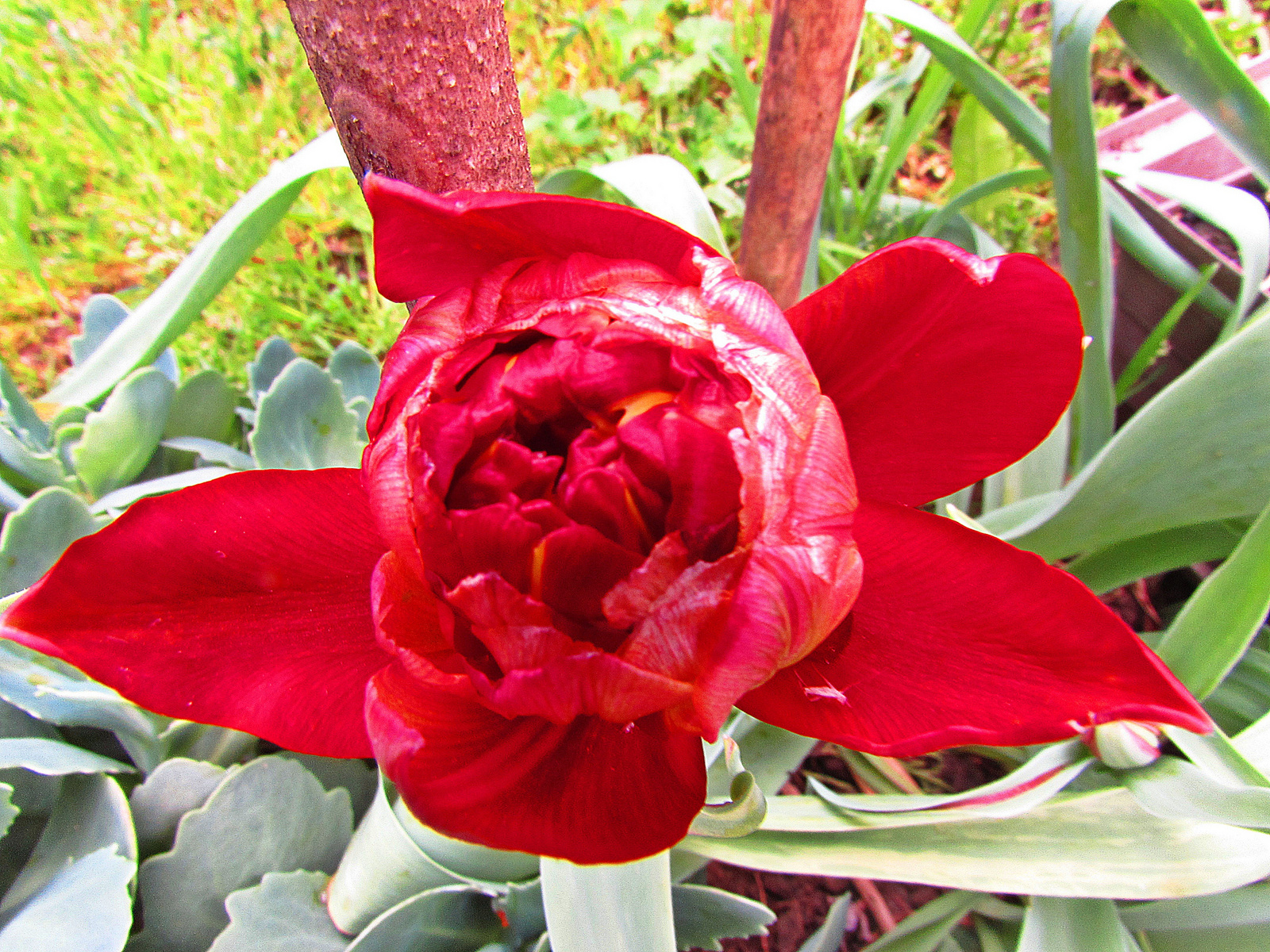 dupla tulipán