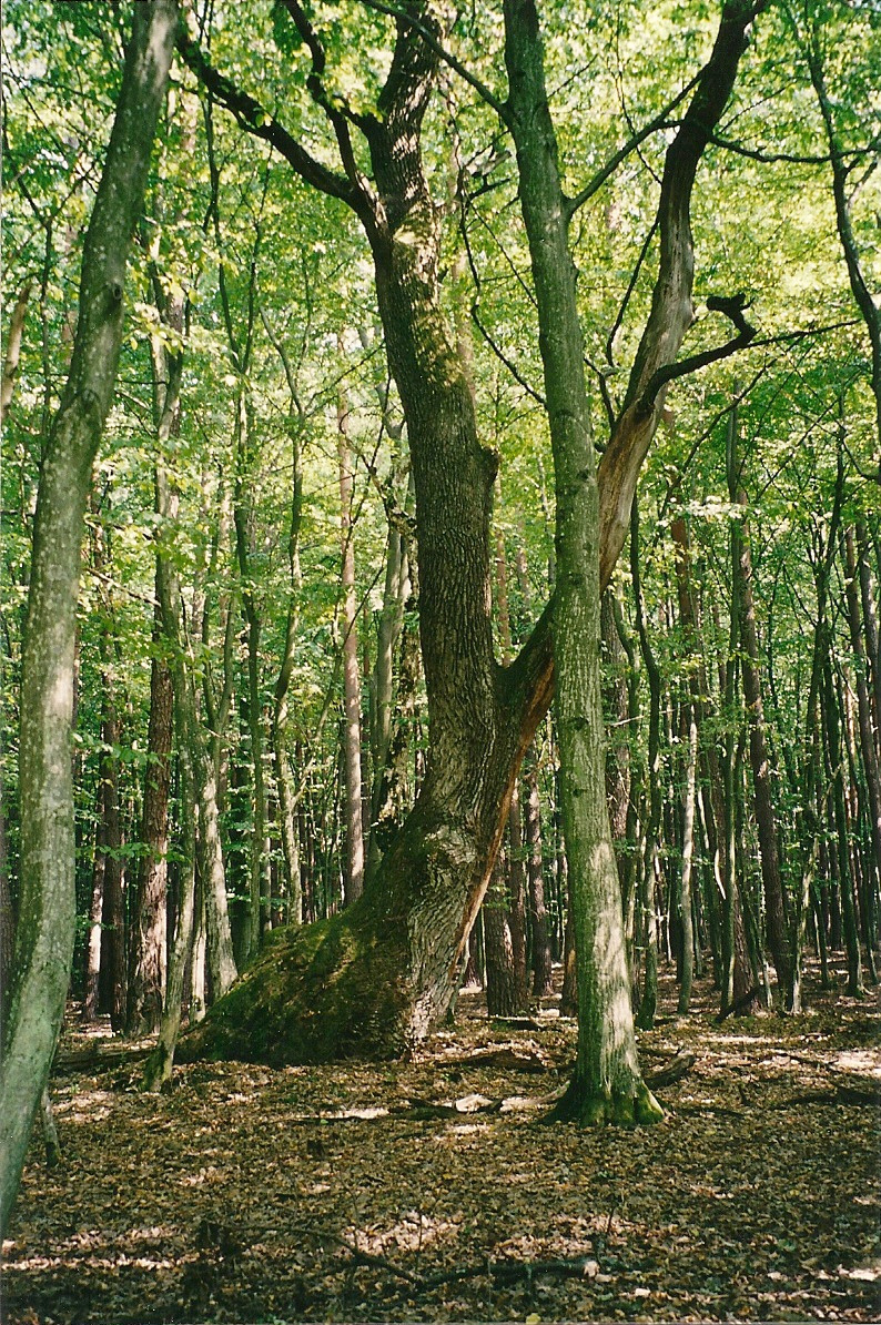 Göcseji erdő 2003