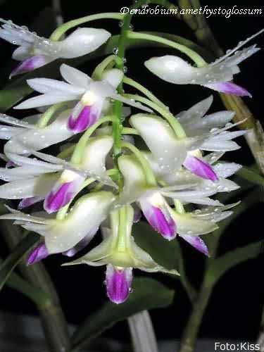 Dendrobium amethystoglossum