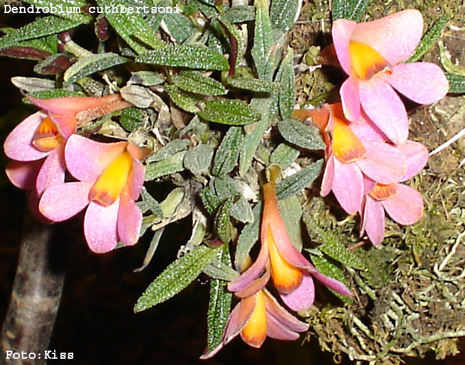 Dendrobium cuthbertsoni