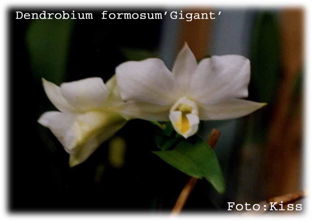 Dendrobium formosum 'gigant'