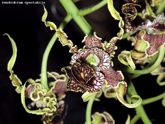 Dendrobium spectabile