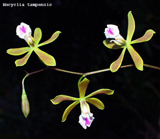 Encyclia tampensis