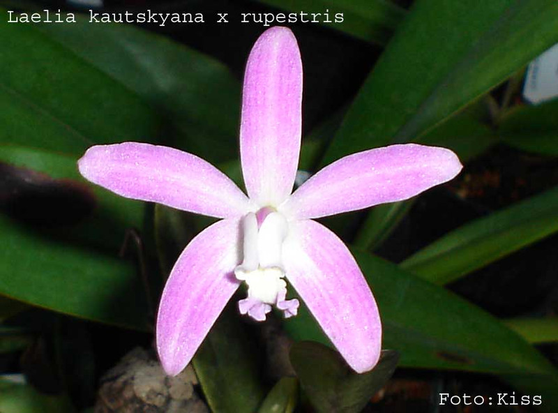 kautskyana x rupestris