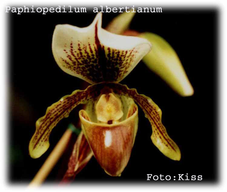 Paphiopedilum albertianum