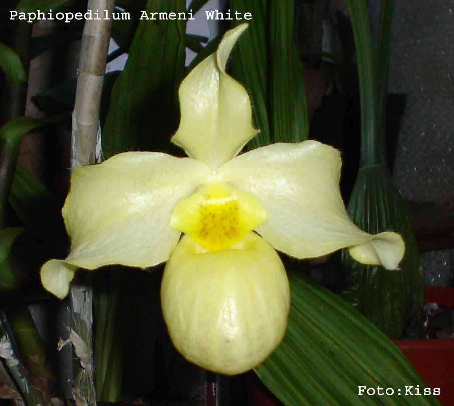 Paphiopedilum Armeni White