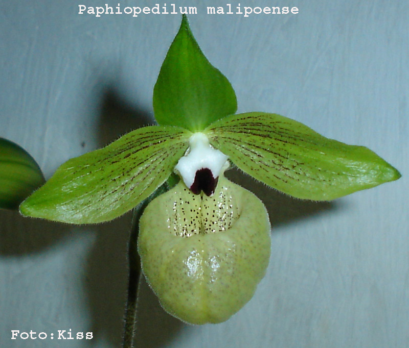 Paphiopedilum malipoense