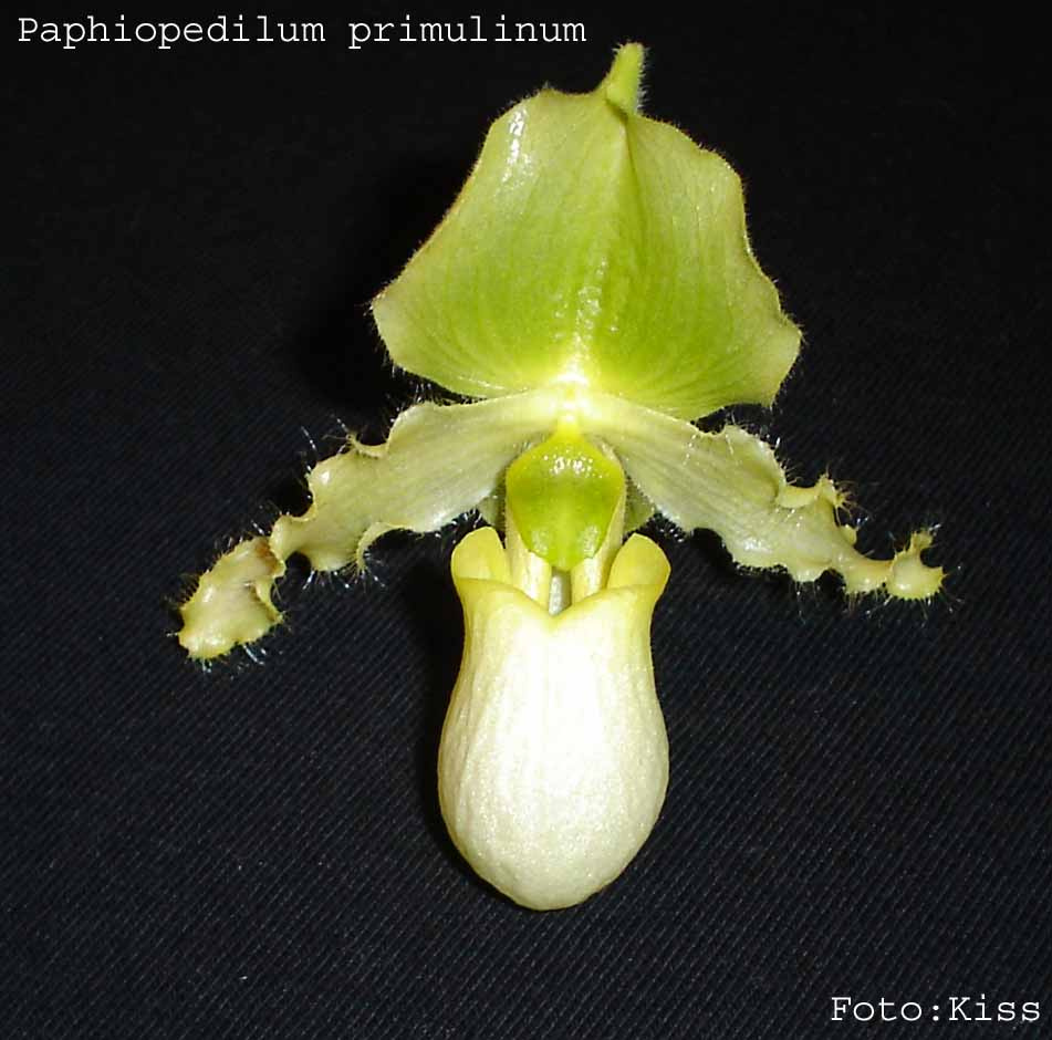 Paphiopedilum primulinum