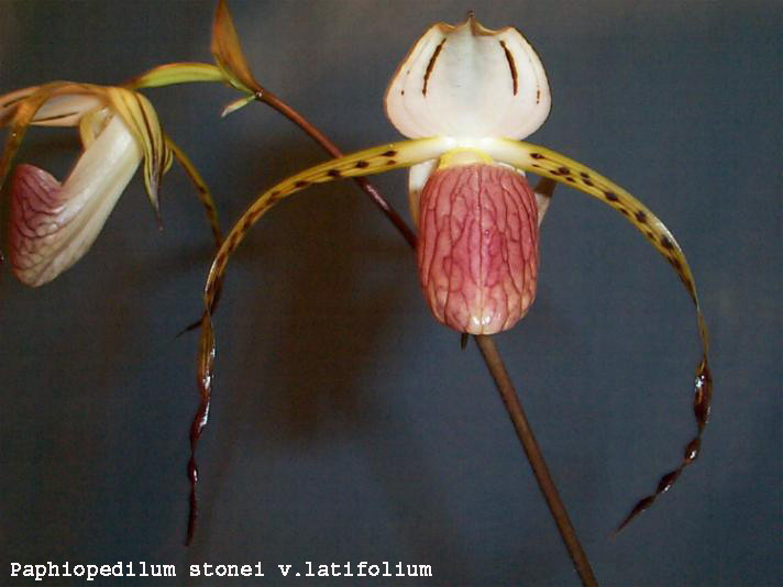 Paphiopedilum stonei v.latifolium