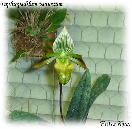 Paphiopedilum venustum