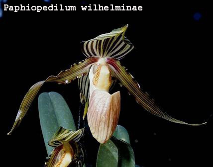 Paphiopedilum wilhelminae