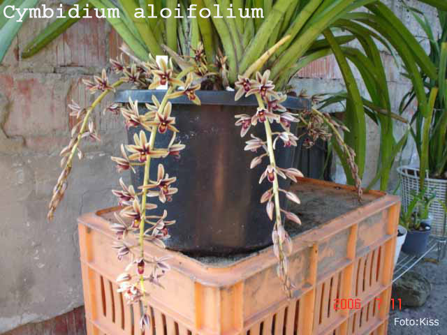 Cymbidium aloifolium