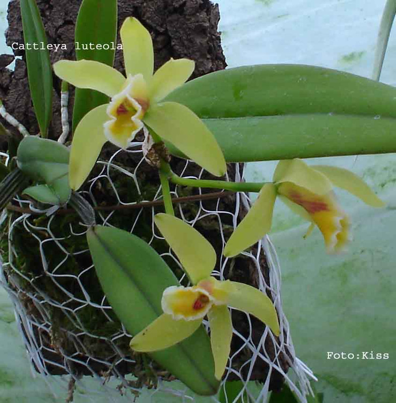 Cattleya luteola