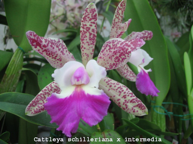 Cattleya schilleriana x intermedia