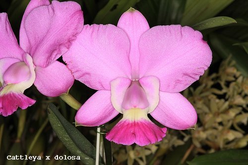 Cattleya x dolosa