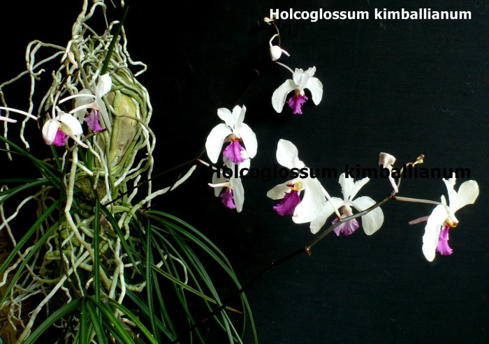 Holcoglossum kimballianum