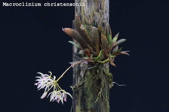 Macroclinium christensonii