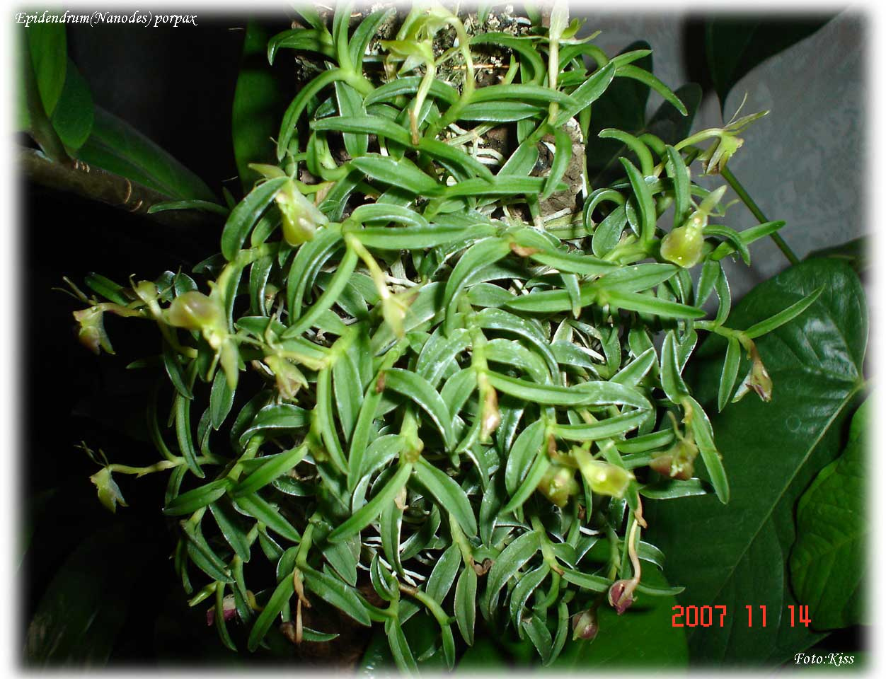 Nanodes(Epidendrum) porpax