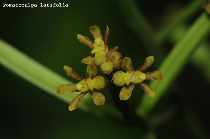 Pomatocalpa latifolia 1