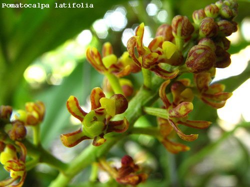 Pomatocalpa latifolia