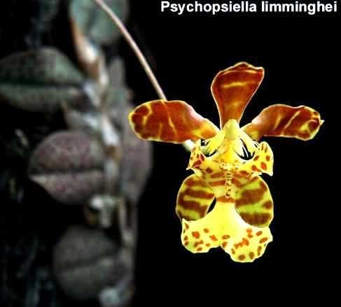 Psychopsiella limmingheii