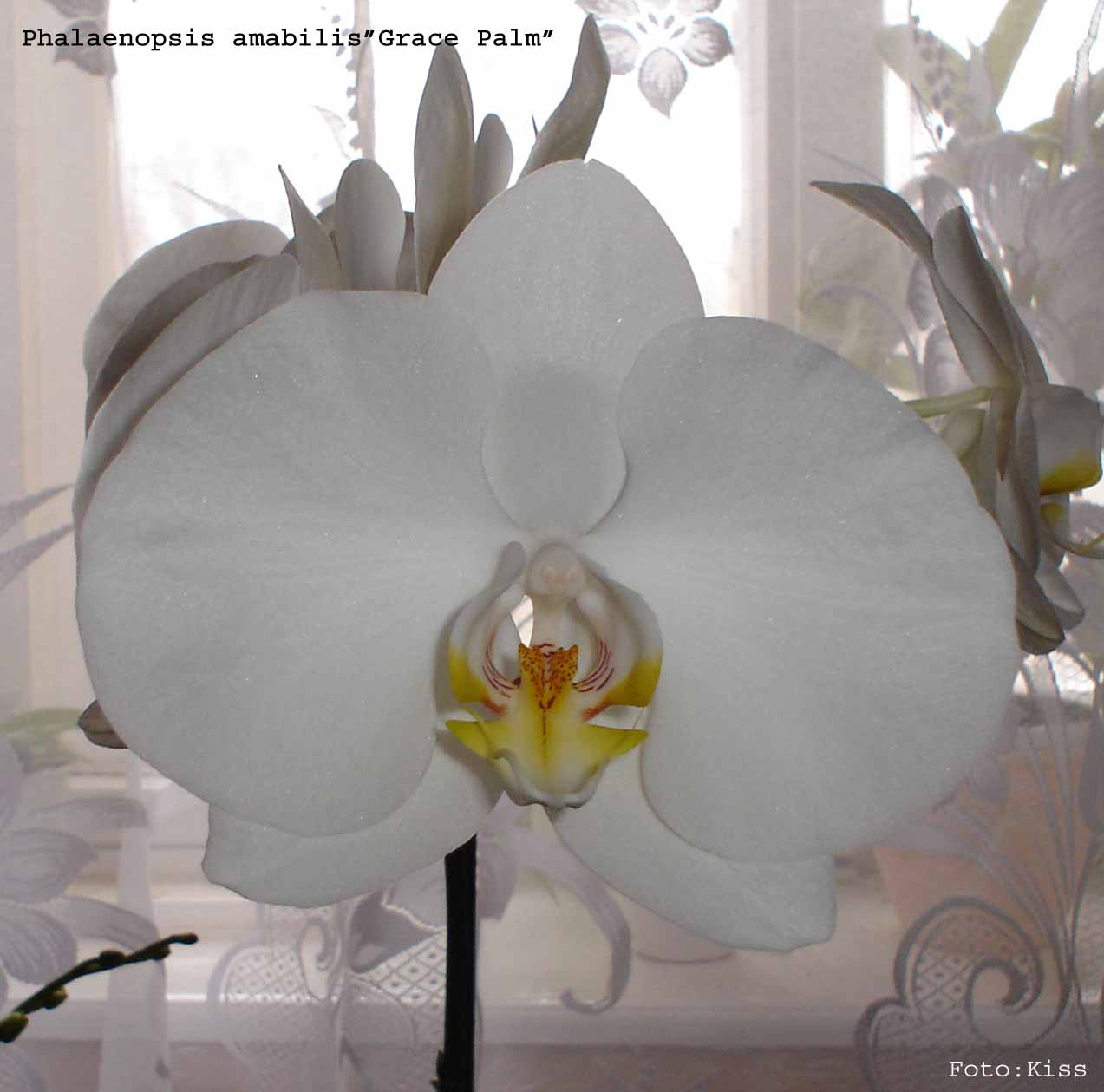 Phalaenopsis amabile 'Grace Palm'