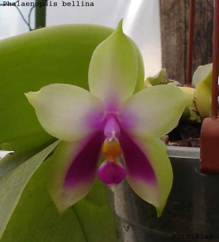 Phalaenopsis bellina1