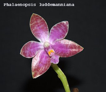 Phalaenopsis luddemanniana
