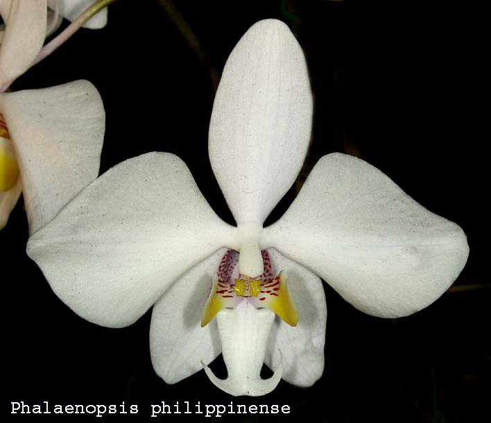 Phalaenopsis philippinense