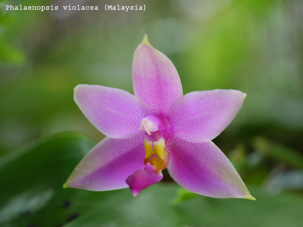Phalaenopsis violacea (Malaysia)
