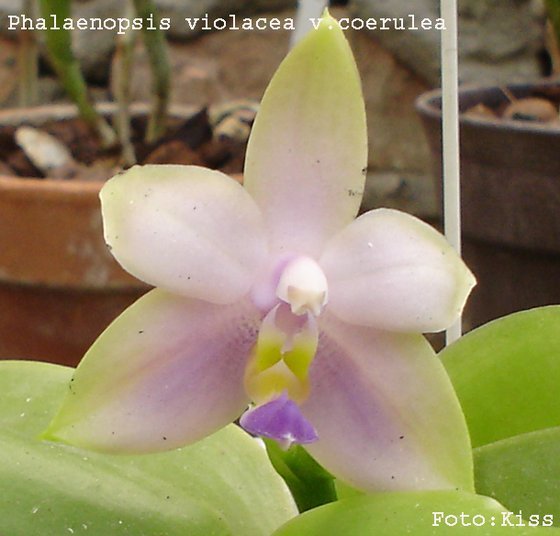 Phalaenopsis violacea v.coerulea