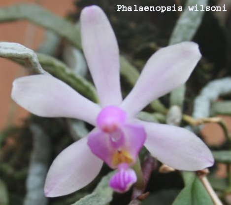 Phalaenopsis wilsoni