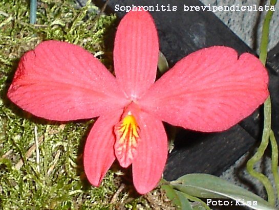 Sophronitis brevipendiculata
