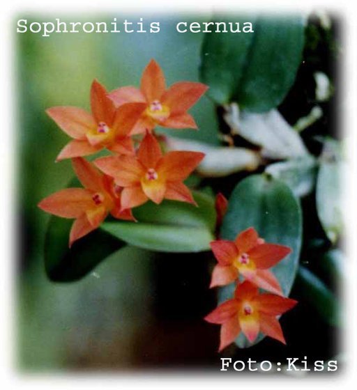 Sophronitis cernua