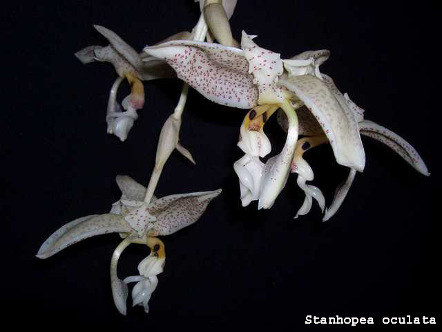Stanhopea oculata