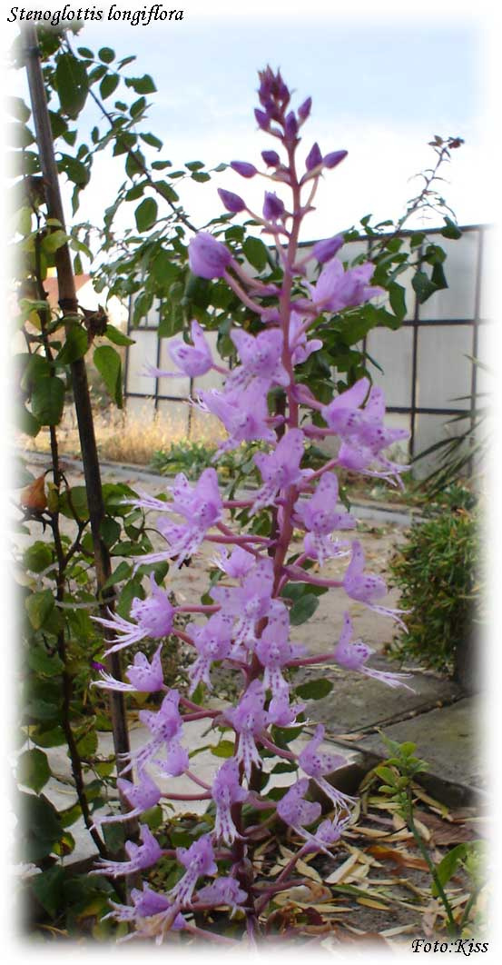 Stenoglottis longiflora