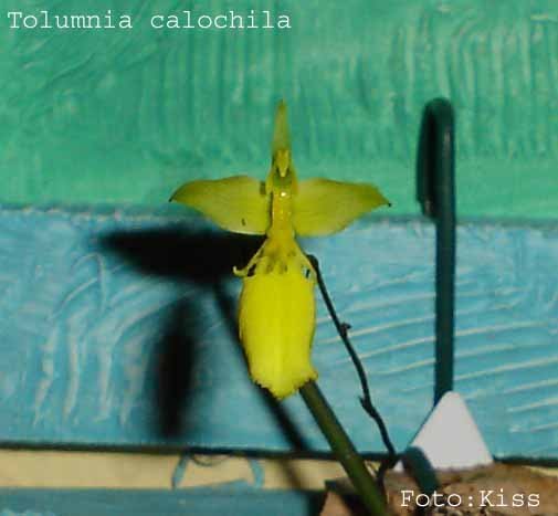 T.calochila