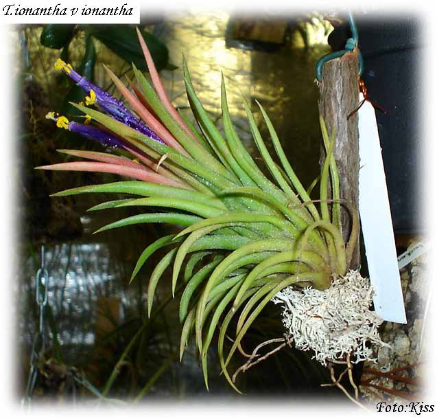 T.ionantha v.ionantha