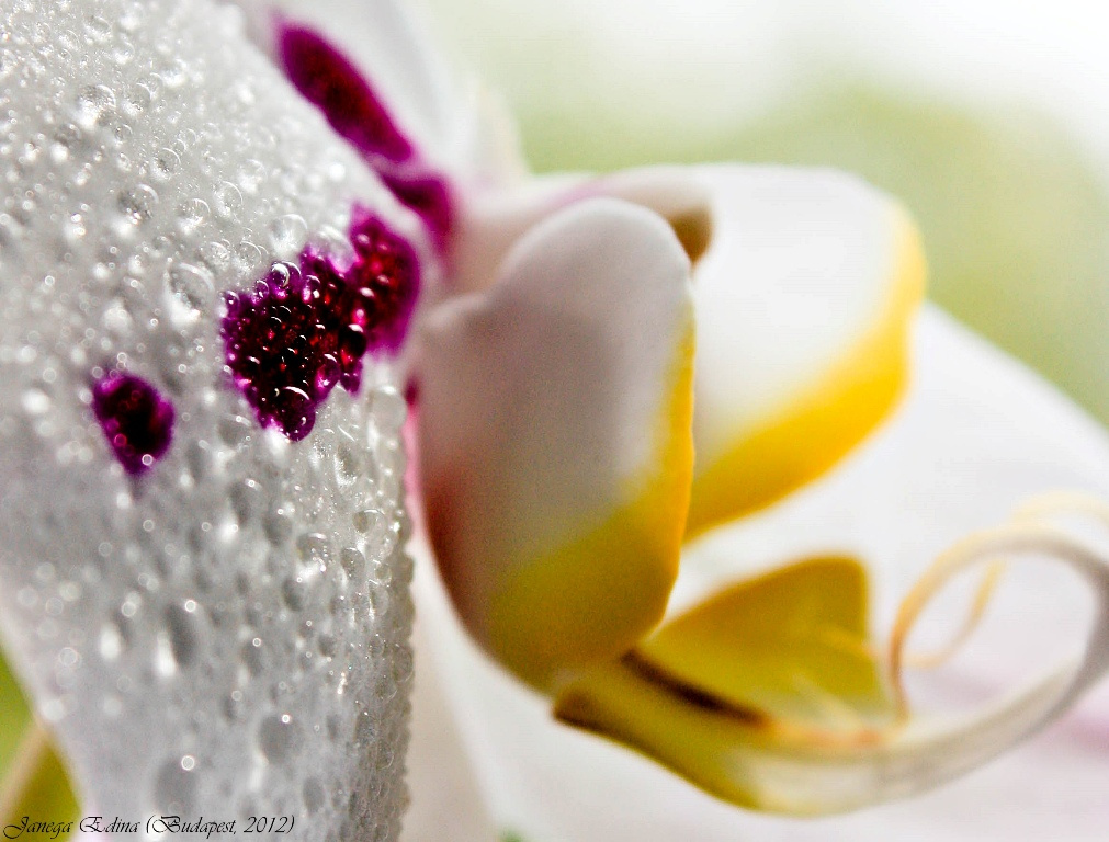 Orchidea esőcseppekkel